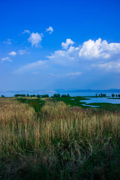 云南昆明滇池湿地风光