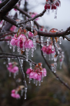 冰冻的樱花