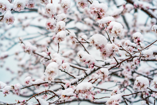 颐和园雪后桃花