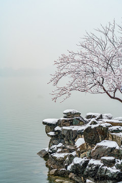 颐和园雪后桃花