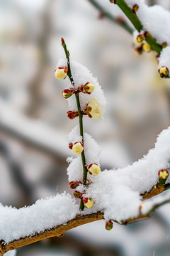 颐和园雪后桃花