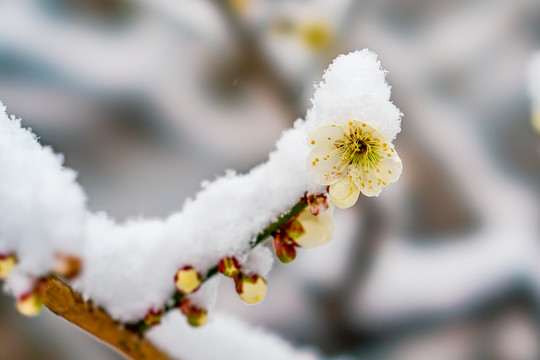 颐和园雪后桃花