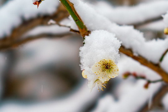 颐和园雪后桃花