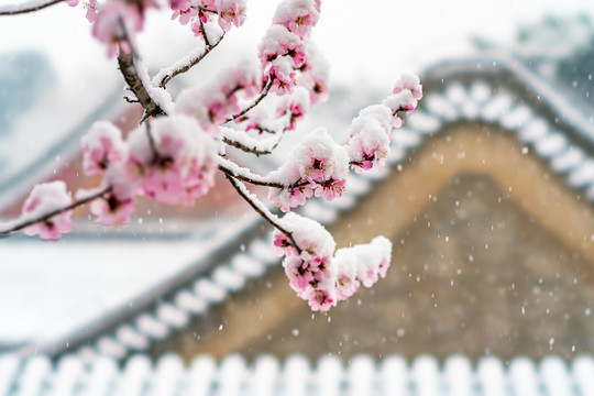 颐和园雪后桃花