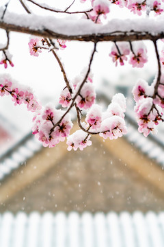 颐和园雪后桃花