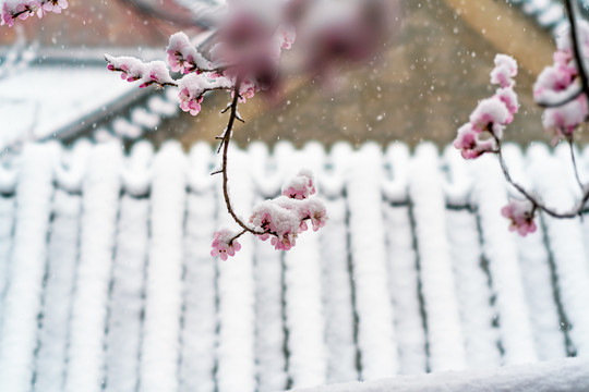 颐和园雪后桃花