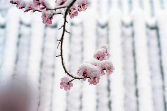 颐和园雪后桃花