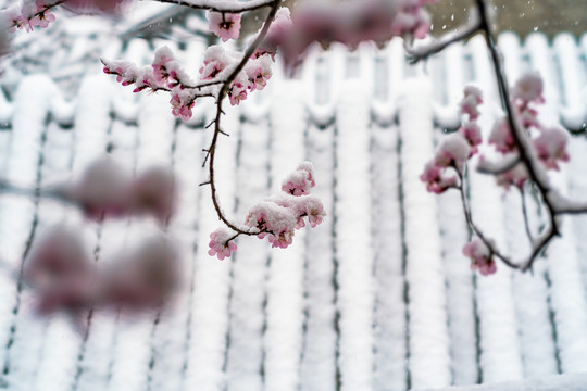 颐和园雪后桃花