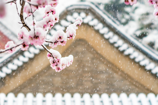 颐和园雪后桃花