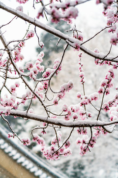 颐和园雪后桃花