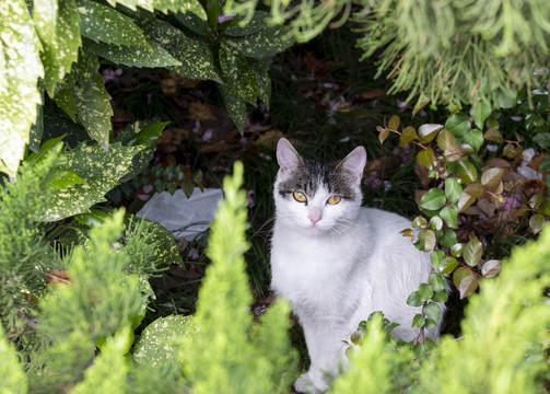 流浪猫咪