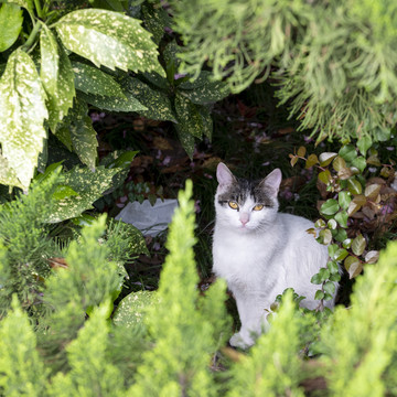 流浪猫咪