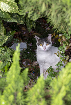 流浪猫咪