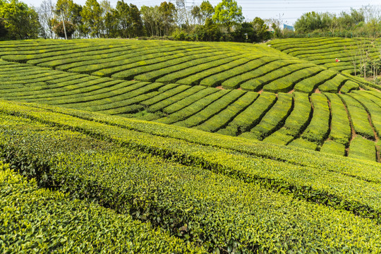 茶山茶园