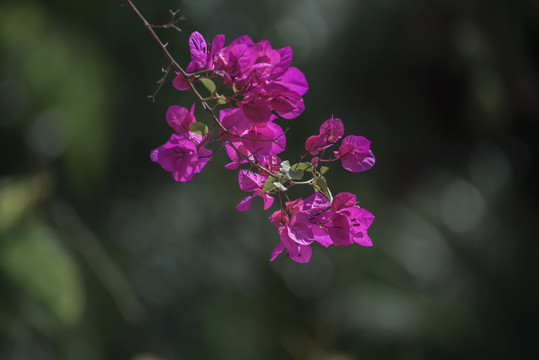 三角梅花