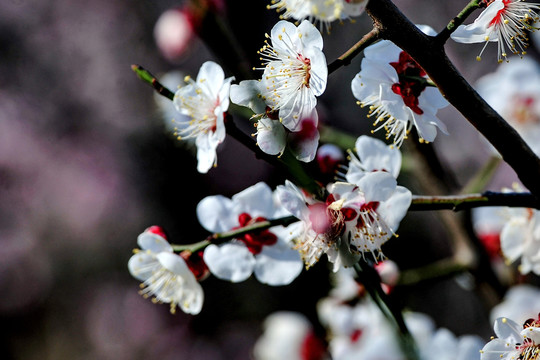 白色果树花