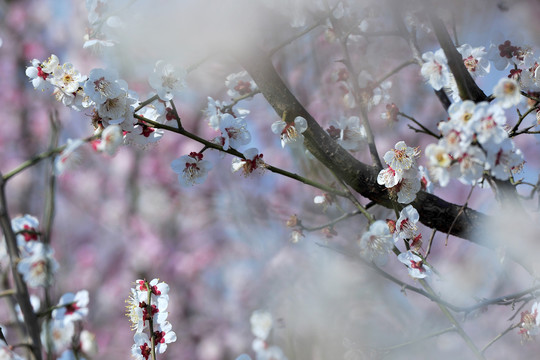 春天果树花