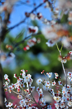 春日杏花林