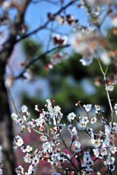 春日杏花盛开