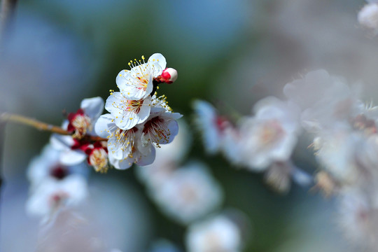 洁白的杏花