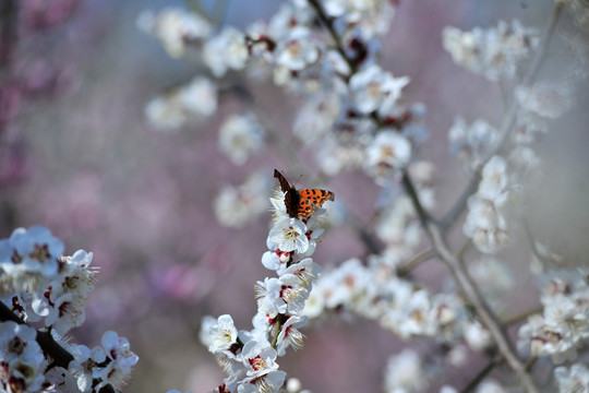 蝴蝶采杏花