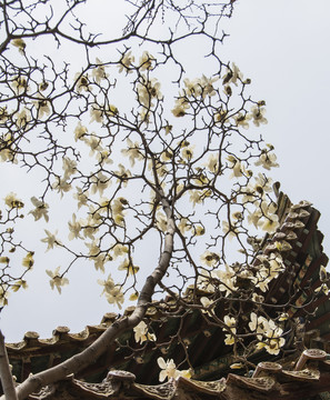 树枝头上盛开待开的白玉兰花