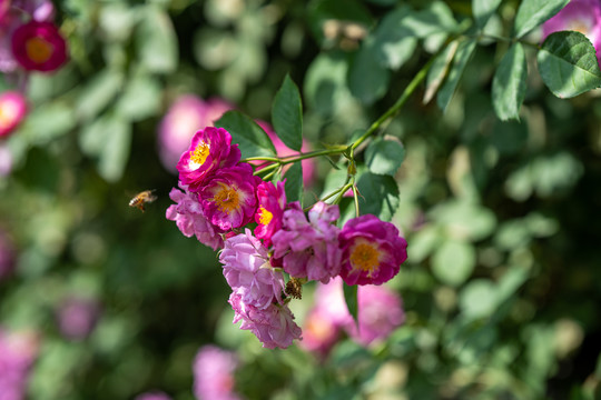 蔷薇花与蜜蜂