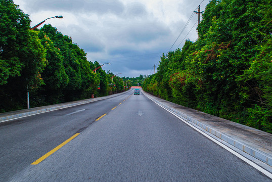 公路绿植