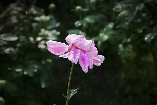 粉色芍药