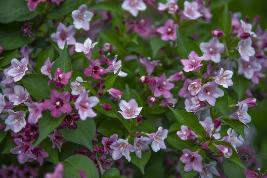 锦带花