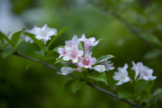 锦带花