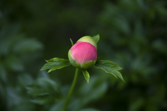 粉色芍药