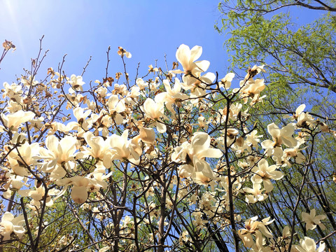 玉兰花