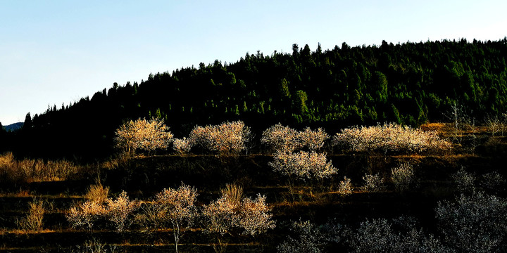 山村桃花