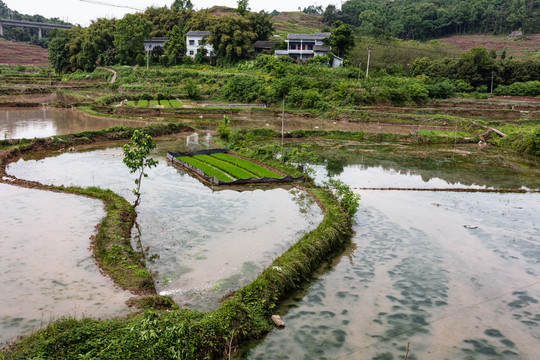 农田育秧