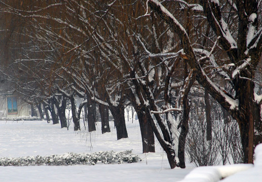 雪景