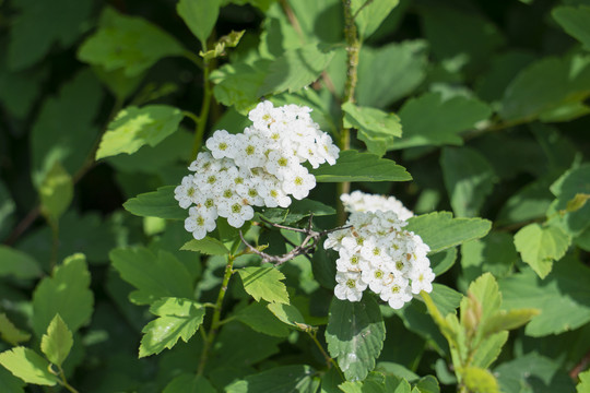 麻叶绣线菊