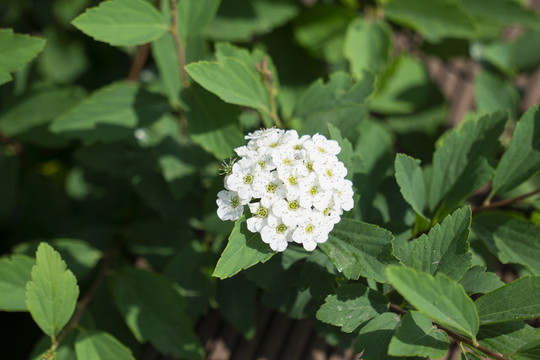 麻叶绣线菊