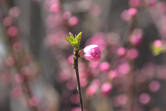 重瓣榆叶梅