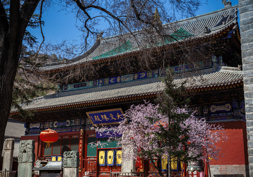 五台山殊像寺寺庙桃花