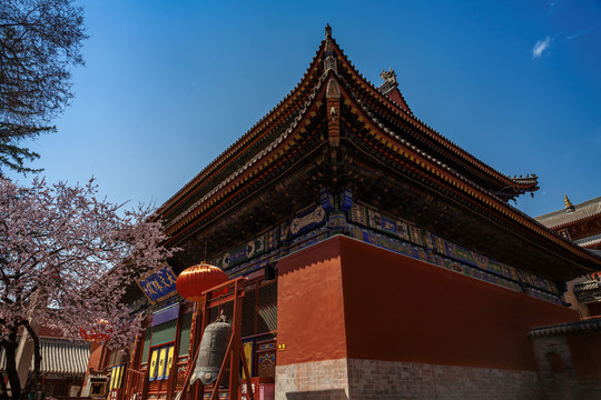 五台山殊像寺寺庙桃花