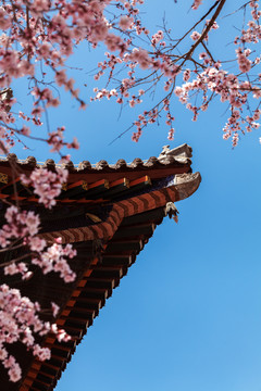 五台山殊像寺桃花