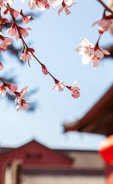 五台山殊像寺桃花