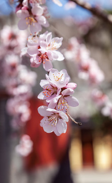 五台山殊像寺桃花