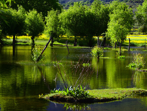 湿地风景