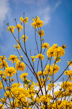 花枝