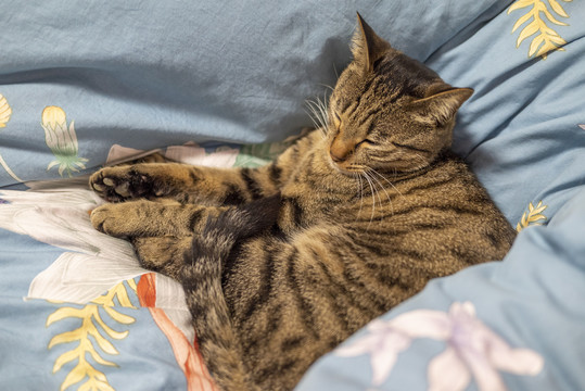 酣睡的狸花猫