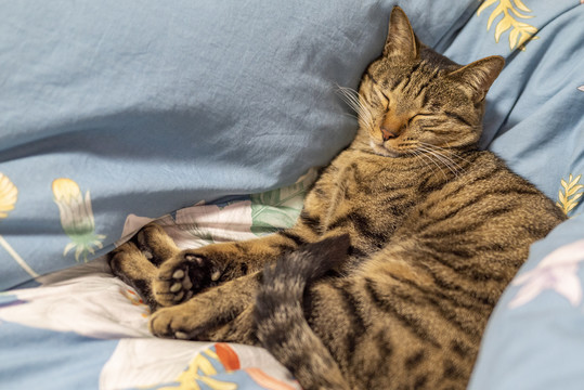 酣睡的狸花猫