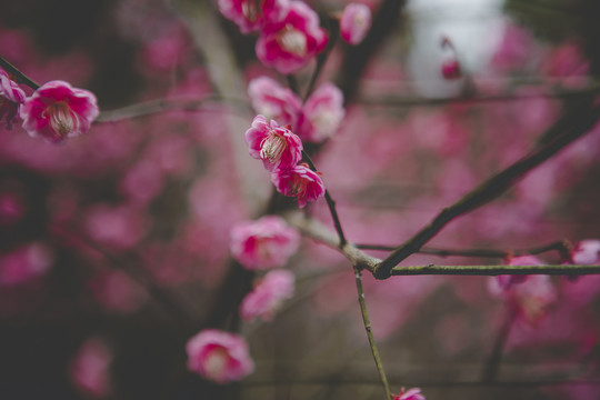 树上的梅花