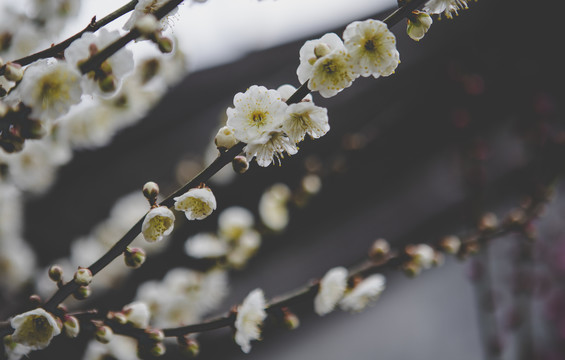 树上的梅花